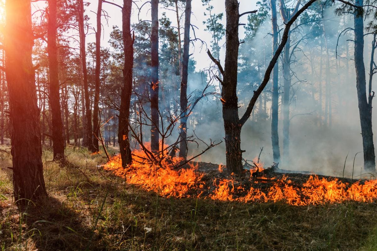 A forest fire is burning in the middle of the day.